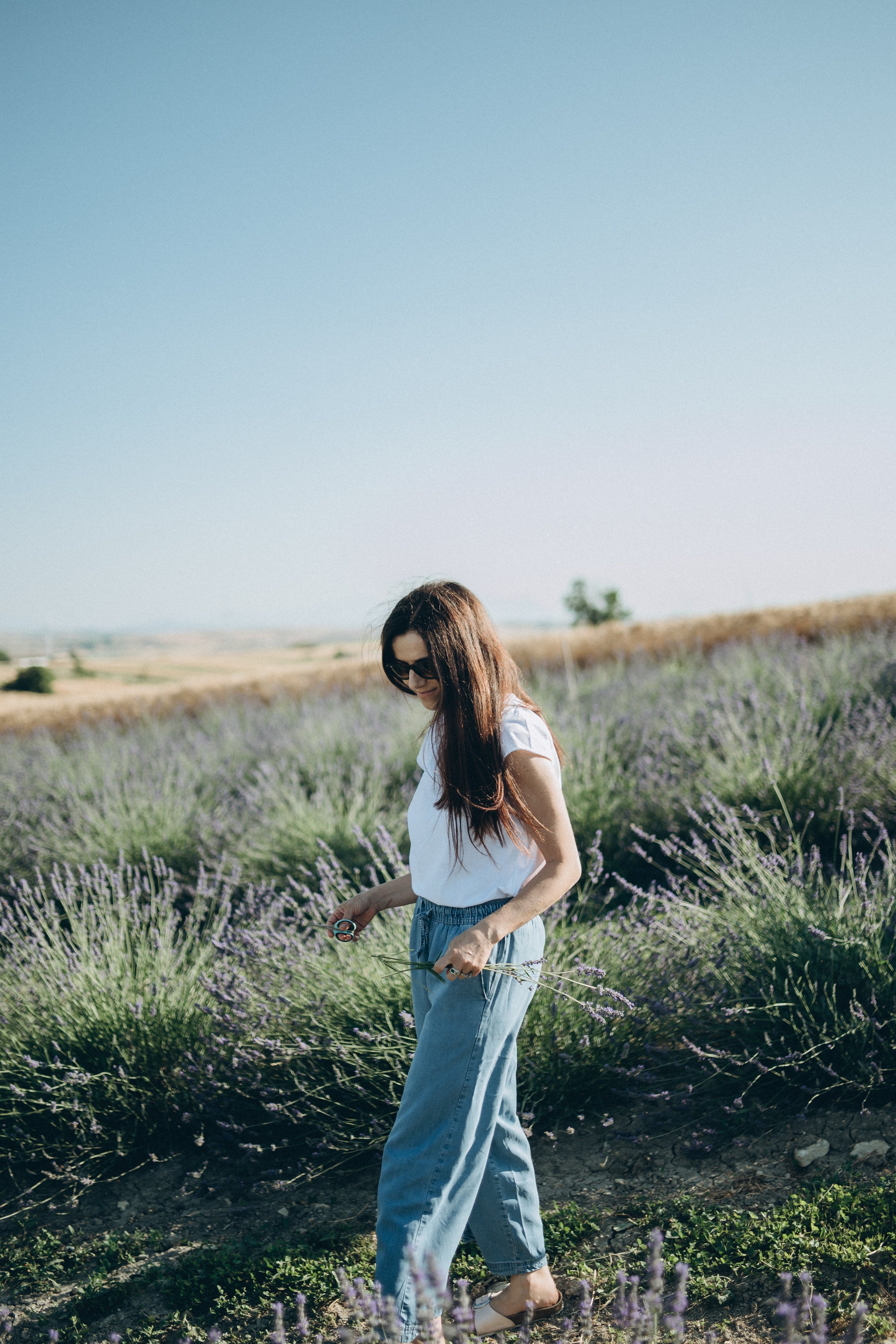 Passeggiata nel Lavandeto