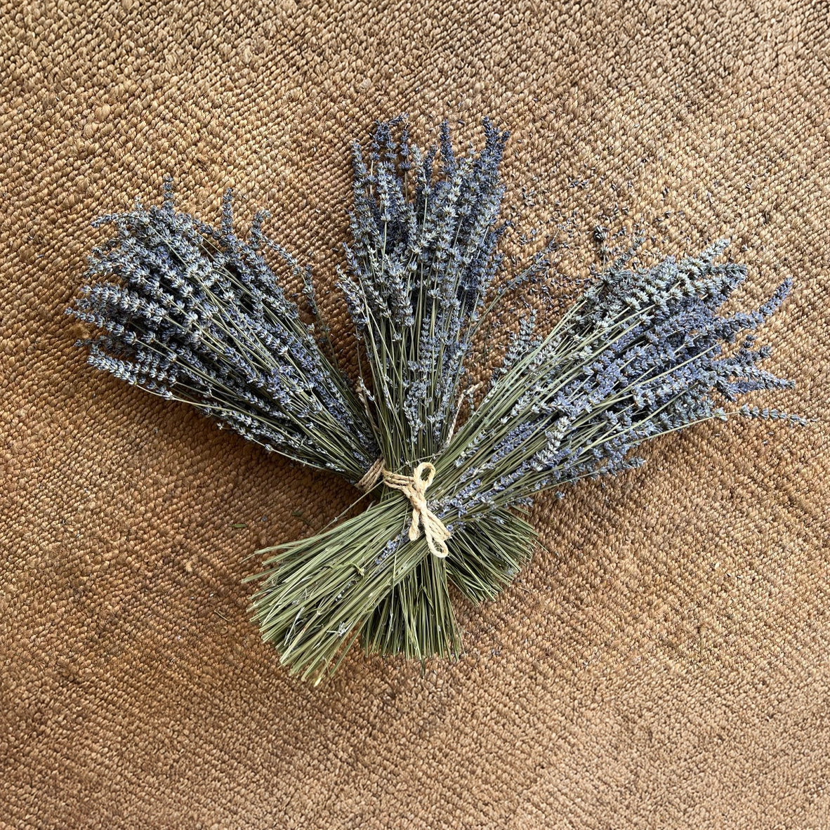 Mazzi di Lavanda Angustifolia Essiccata